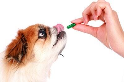 Cachorro recebendo comprimido da dona