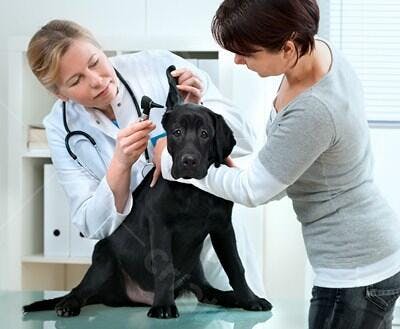 Cachorro labrador na consulta veterinária