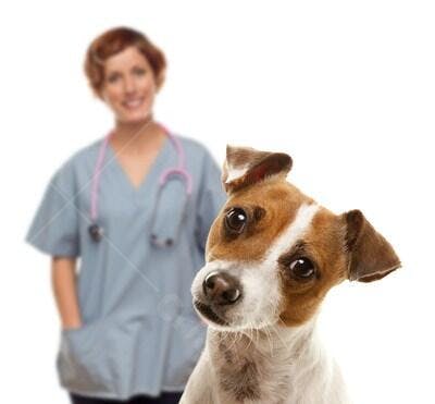 Cachorro Jack Russell com veterinária