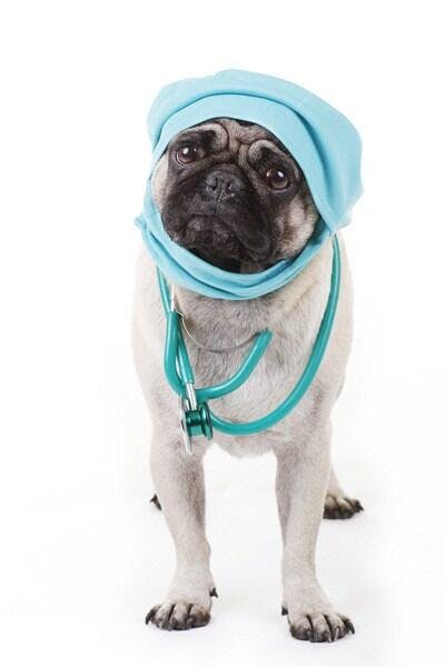 Pug médico com estetoscópio