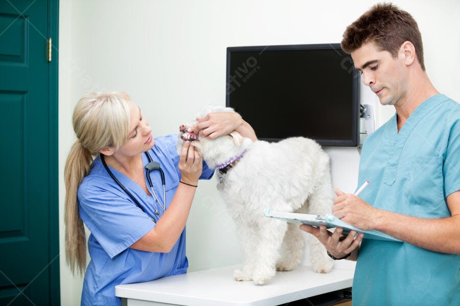 Exame dentário em cão na clínica veterinária