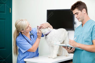 Veterinários (54)