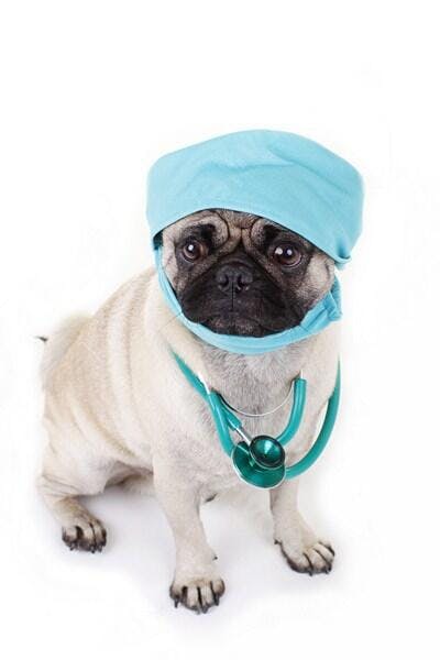 Pug médico com estetoscópio fundo branco