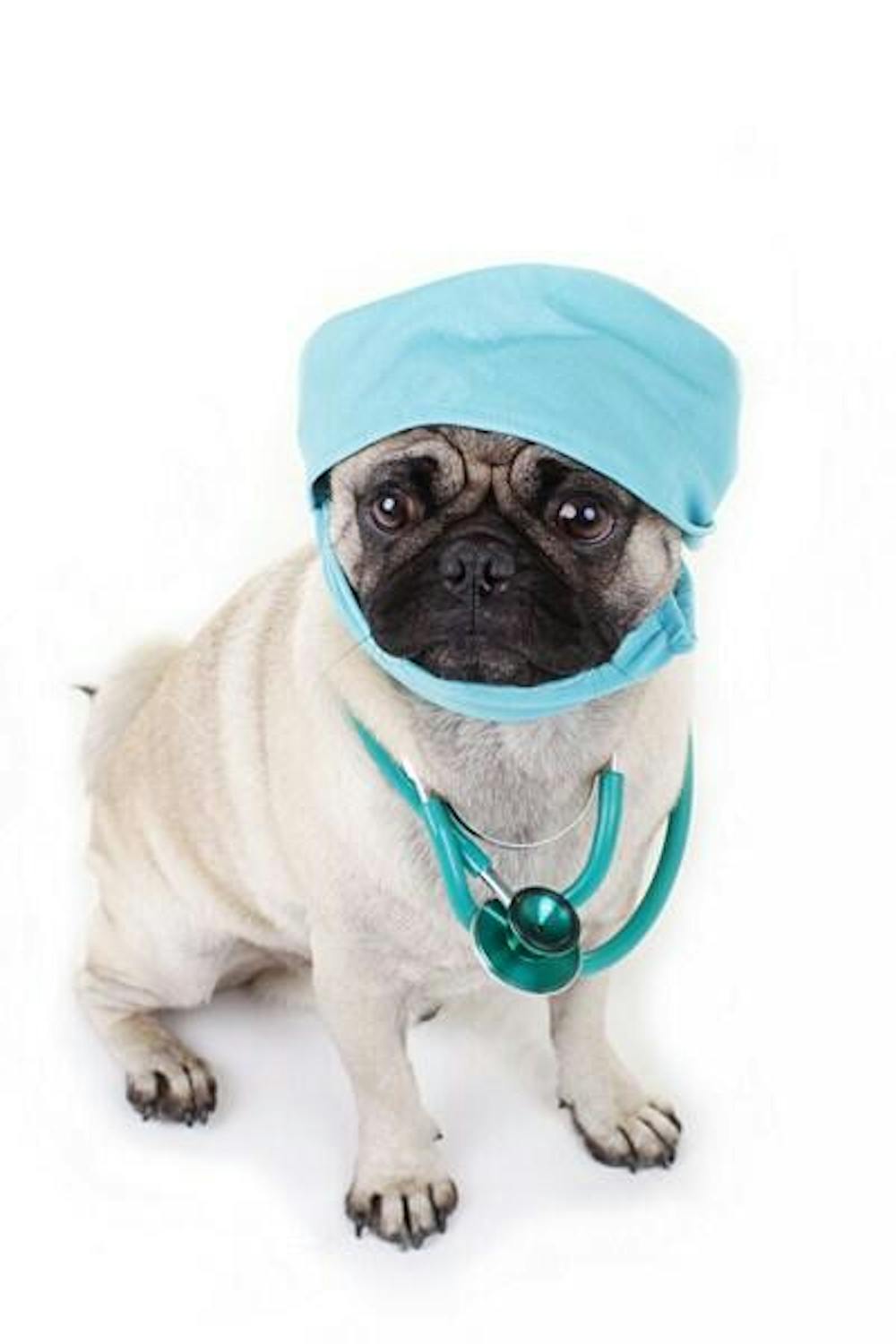Veterinários (28)