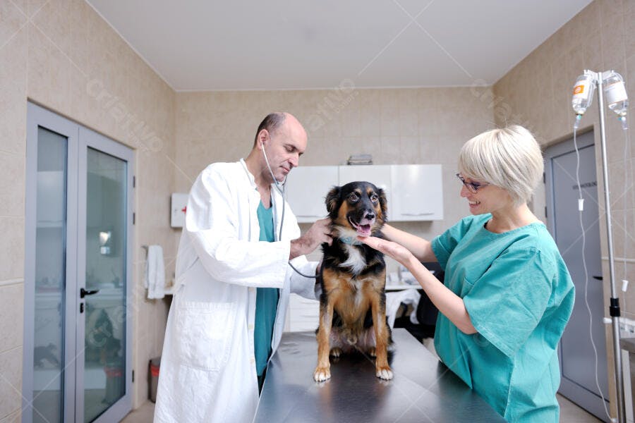 Cachorro em consulta veterinária