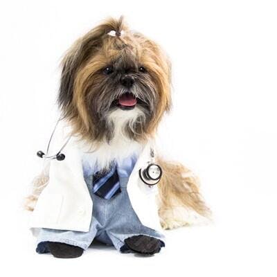 Cachorro Shih Tzu Veterinário Brincando