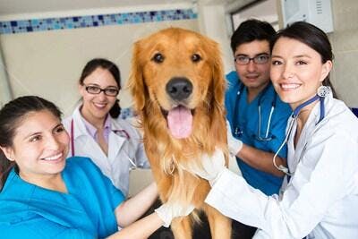 Golden Retriever com veterinários em clínica