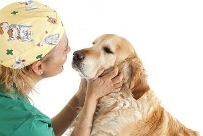 Veterinária acariciando Golden Retriever