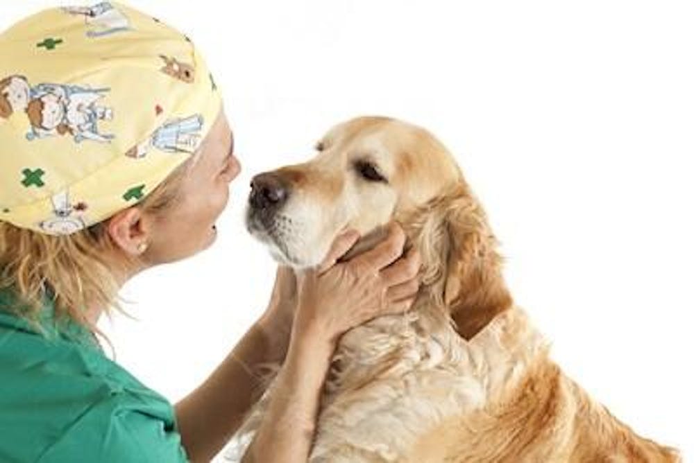 Veterinários (33)