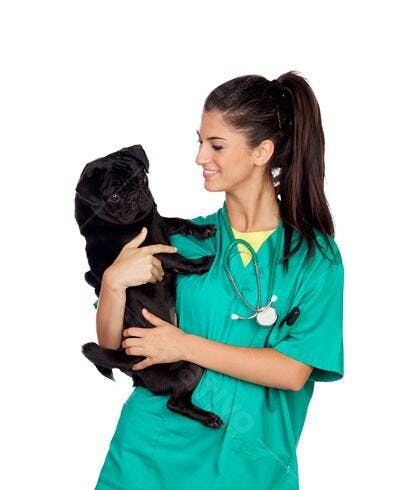 Veterinária segurando Pug preto