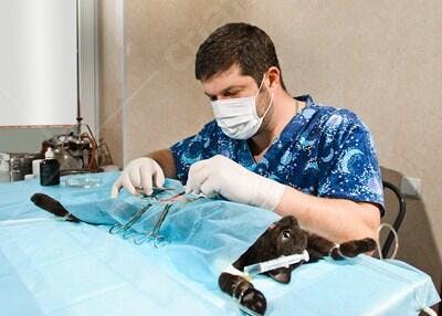 Veterinário realizando cirurgia em gato