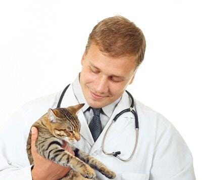 Veterinário examinando gato listrado