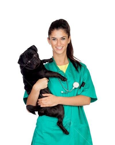Veterinária segurando Pug preto