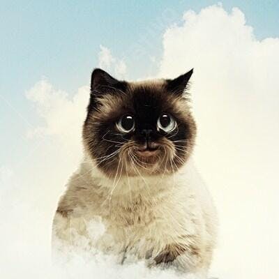 Gato Siamês fofo em fundo de nuvens