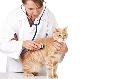 Veterinária examinando gato laranja