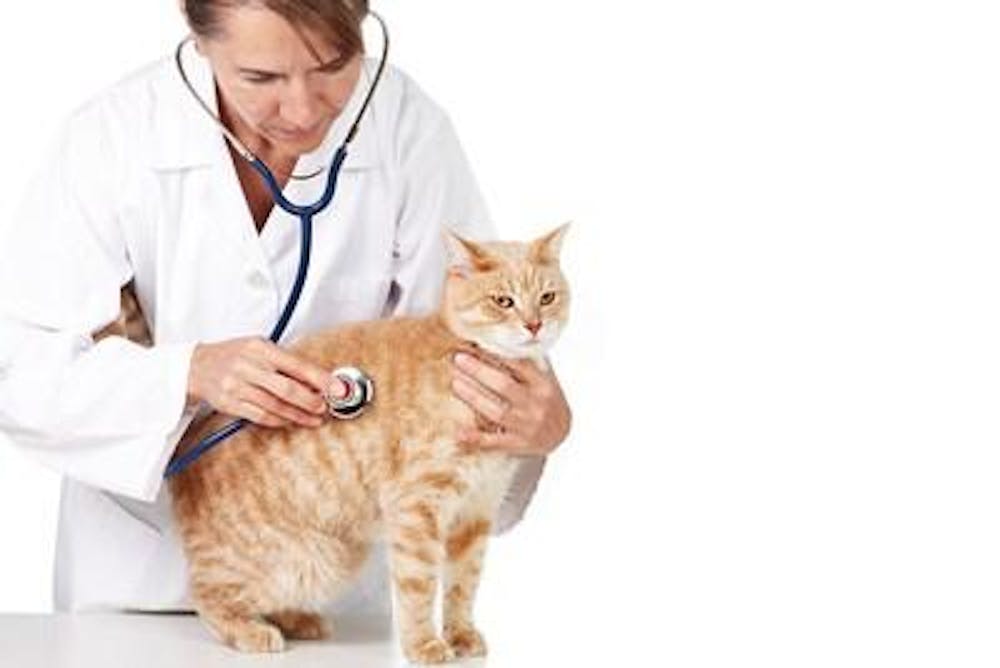 Veterinários (43)