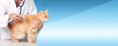 Gato Laranja em Consulta Veterinária