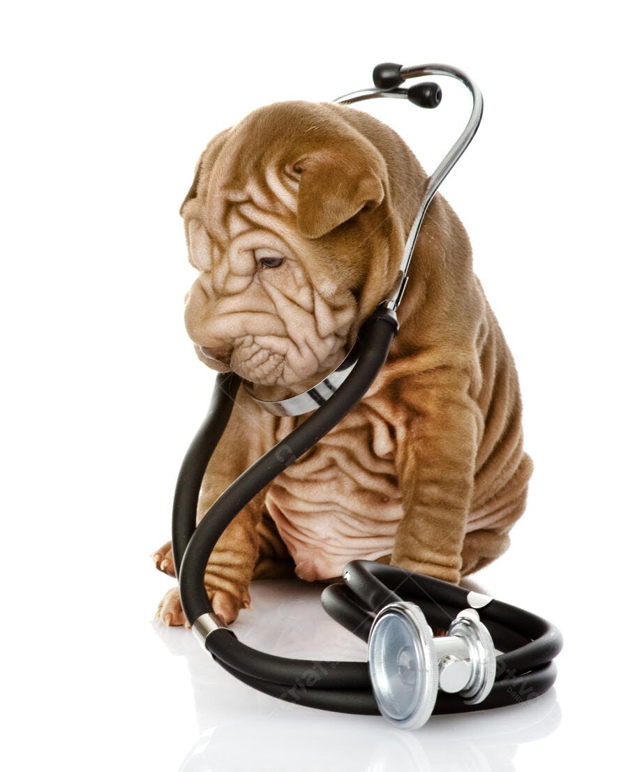Filhote Shar Pei com estetoscópio