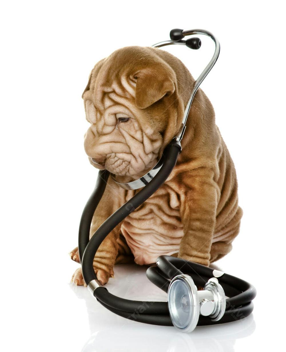 Veterinários (51)