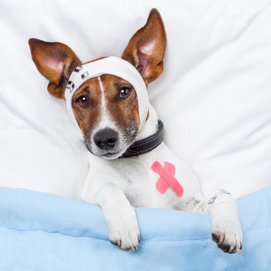Cachorro machucado na cama