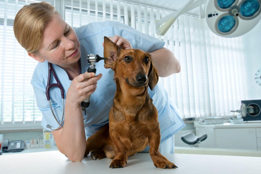 Veterinária examinando orelha de Dachshund