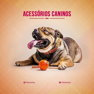 FLYER PETS SHOPPCANINO