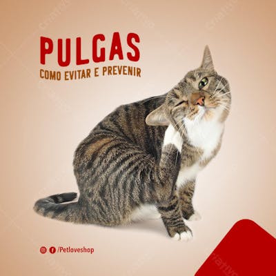 FLYER PETS SHOPP PULGA
