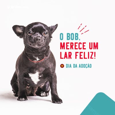 FLYER PETS SHOPP O BOB