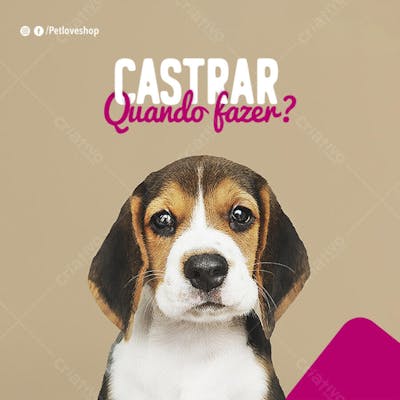FLYER PETS SHOPP CASTRAR