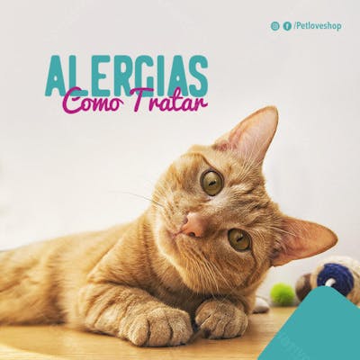 FLYER PETS SHOPP ALEGRIA COMO TRATAR GATOS