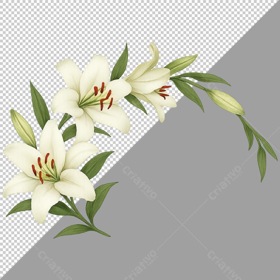 Moldura Floral com Lírios Brancos PSD Editável