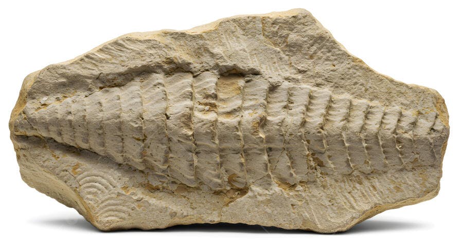 Fóssil de Trilobita em rocha sedimentar