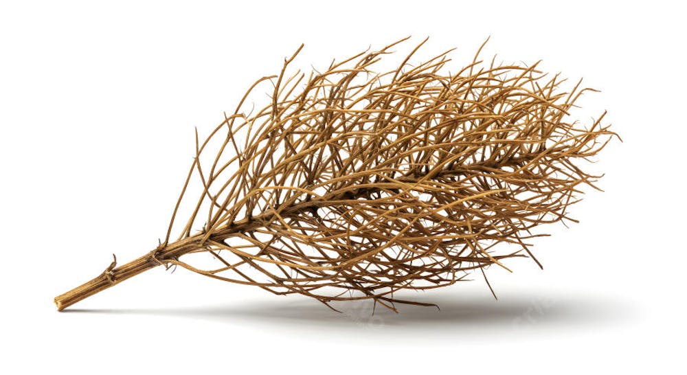 Pluma de grama ornamental seca com textura delicada