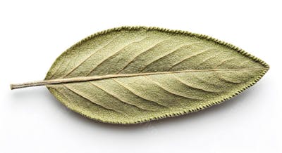 Folha verde única com padrão de nervuras detalhado