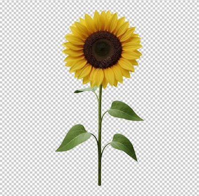 Flor Girassol com Caule