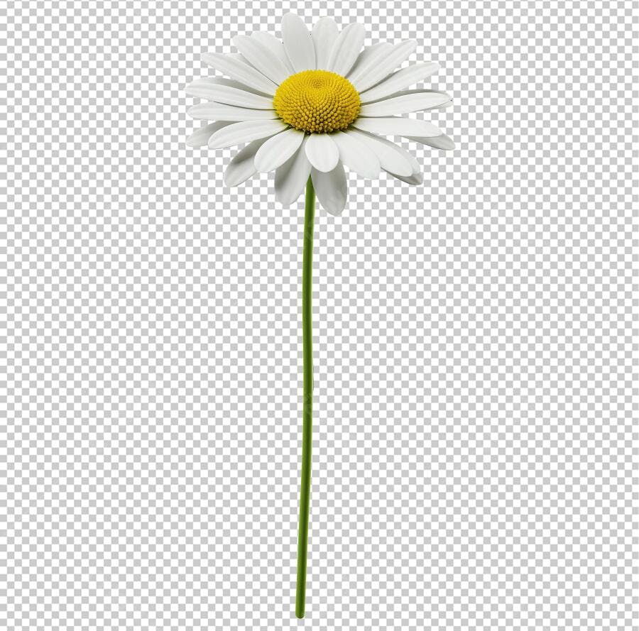 Imagem PNG Margarida Branca com Fundo Transparente