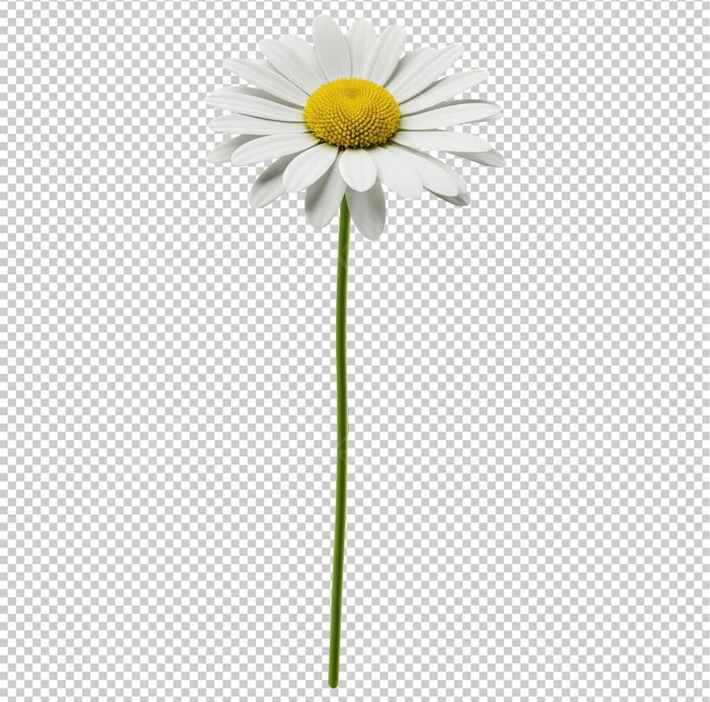Flor Margarida com Caule