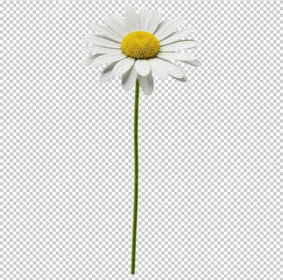 Flor Margarida com Caule