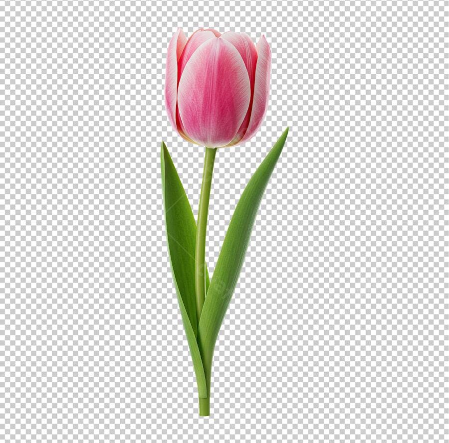 Post Instagram Dia das Mães Tulipa Rosa PNG com fundo transparente