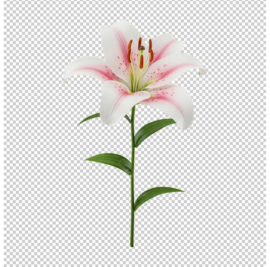 Imagem de Lírio PNG com fundo transparente