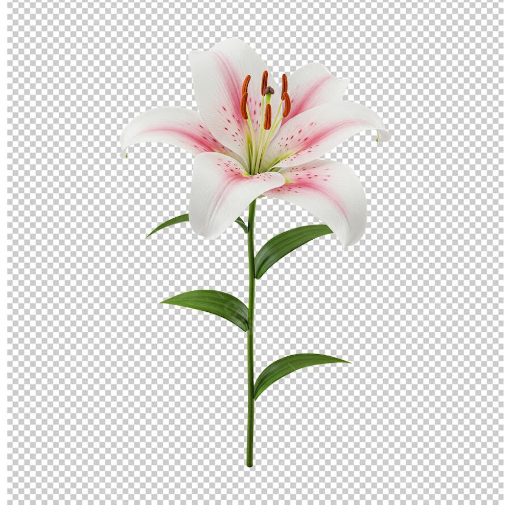 Lírio Branco Flor com Caule