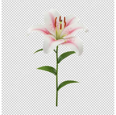 Lírio Branco Flor com Caule