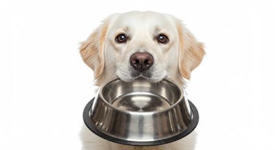 CACHORRO EM ALTA QUALIDADE PARA COMPOSIÇÃO (10)