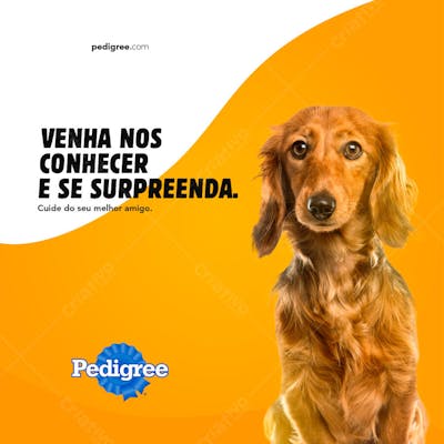VENHA NOS CONHECER PETS