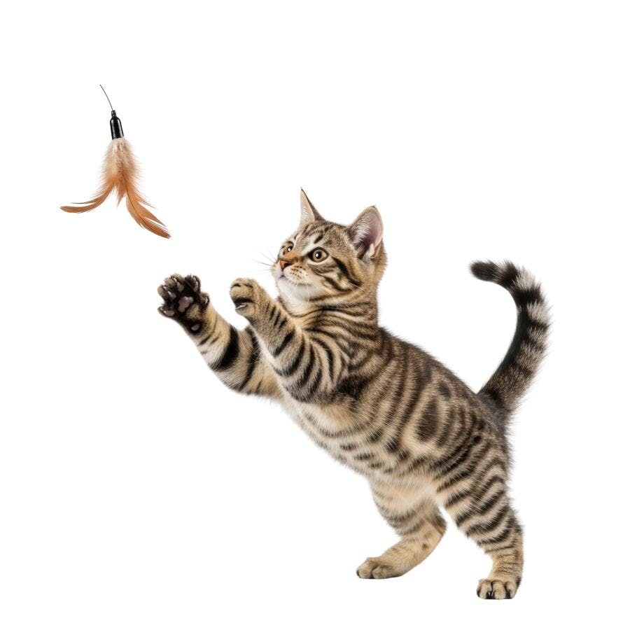 Gatinho brincando com brinquedo de pena