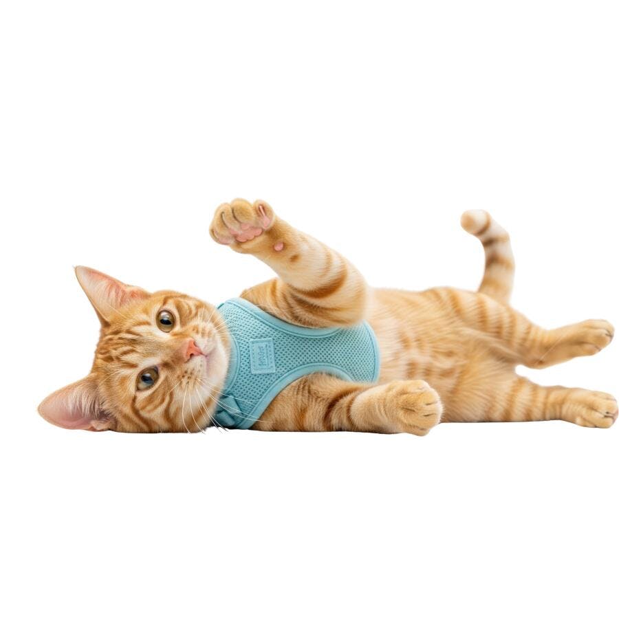 Gato ruivo brincalhão com guia azul claro