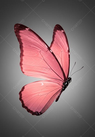 Image of a pink butterfly in flight against a grey background. Predominant colors are light pink and dark burgundy on wing edges. The atmosphere is delicate and soft, focusing on butterfly wing details.