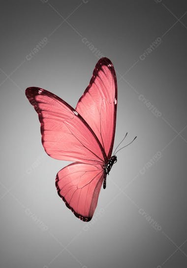 Image of a pink butterfly in flight against a light gray background. The colors are predominantly pink and gray with soft and delicate tones. The composition focuses on the butterfly, highlighting its translucent wings.