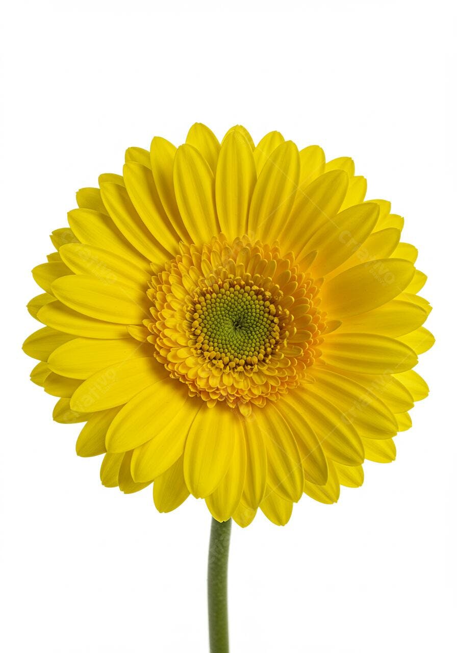 Gerbera amarela isolada fundo branco