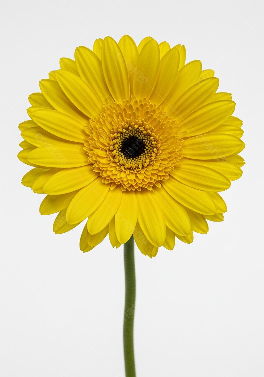 Gerbera amarela fundo branco fotografia estúdio